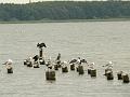 06 08 07 Miedwie_07